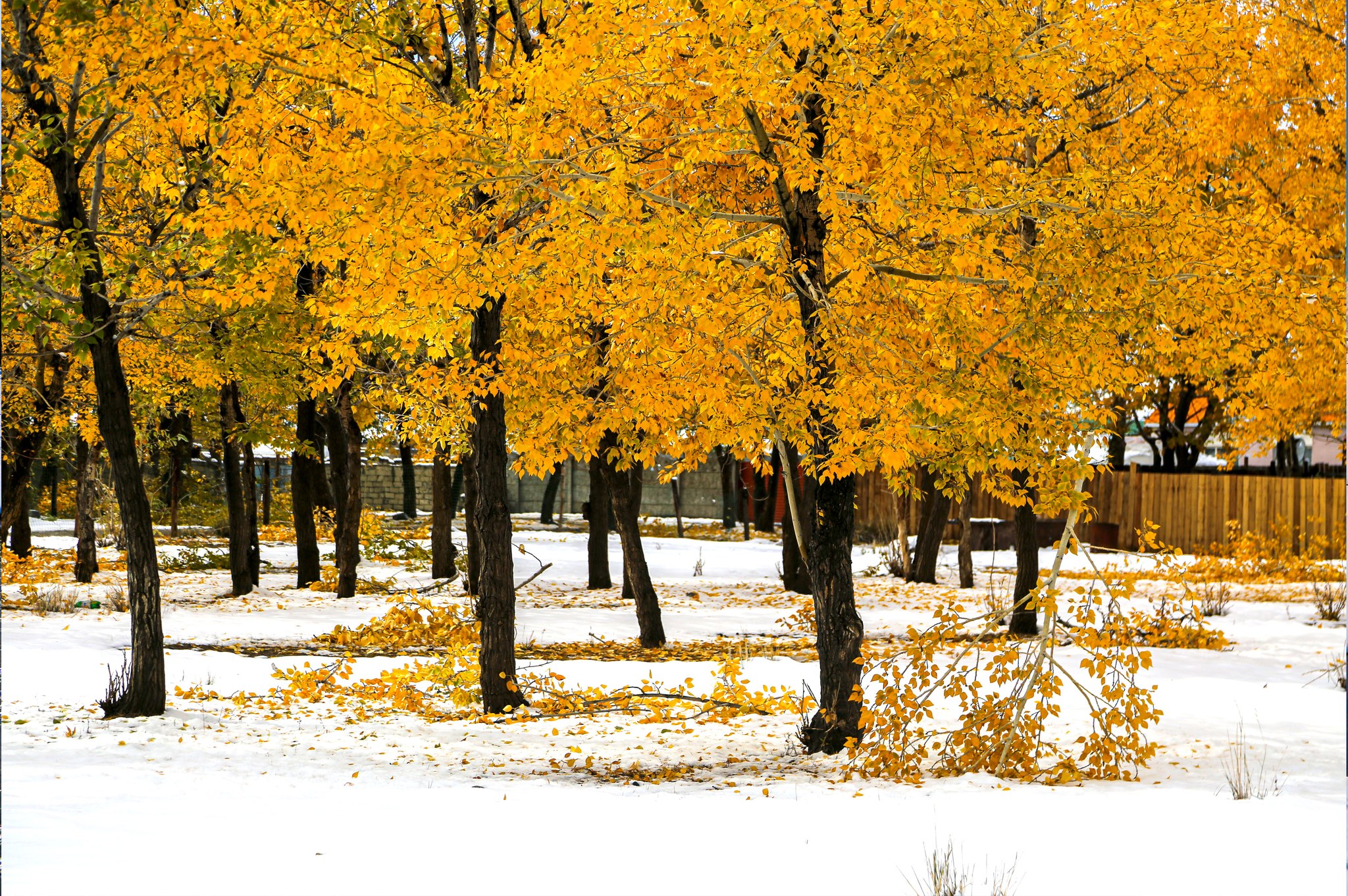 Намрын өнгө